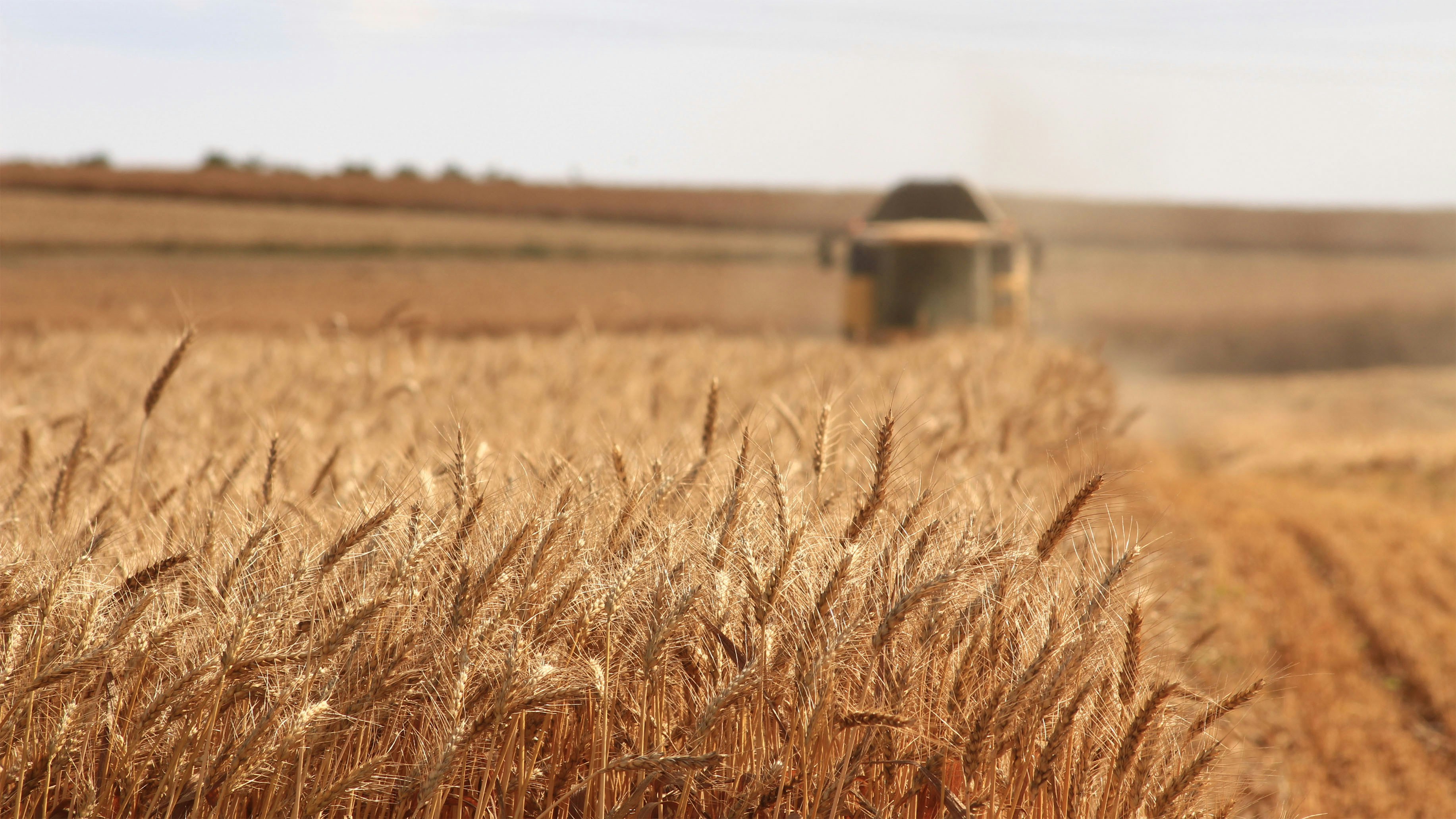 Harvested wheat grains held in hands